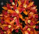 Cattleya flowers