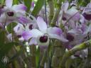 Dendrobium nobile flowers