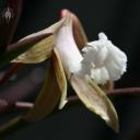 Dockrillia striolata flower