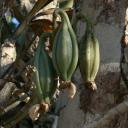 Stanhopea seed pods at Chichen Itza