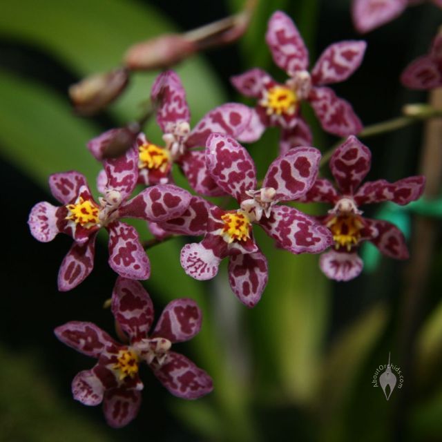 AboutOrchids » Blog Archive » San Francisco Orchid Show