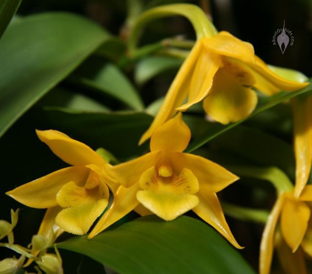 AboutOrchids » Blog Archive » San Francisco Orchid Show