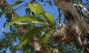 Stanhopea orchid at Chichen Itza