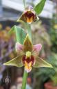 Epipactus gigantea flowers