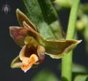 Epipactus gigantea flower