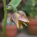 Epipactus gigantea flower bud