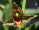 Epipactus gigantea flower