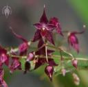 Lepanthopsis astrophora flowers