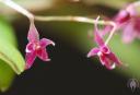 Lepanthopsis astrophora flowers