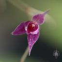 Lepanthopsis astrophora flower