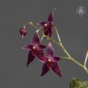 Lepanthopsis astrophora flowers