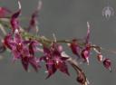 Lepanthopsis astrophora flowers