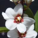 Sarcochilus orchid flower