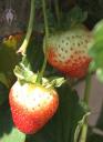 Ripening strawberries