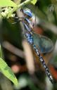Blue Eyed Darner Dragonfly