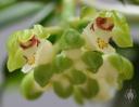 Gastrochilus flowers and unopened buds