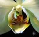 Phalaenopsis flower lip
