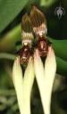 Cirrhopetalum biflorum flowers