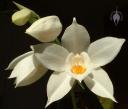 Coelogyne flowers