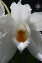 Coelogyne mooreana flower close-up