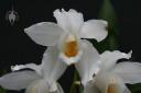 Coelogyne flowers