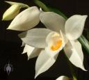 Coelogyne mooreana flowers