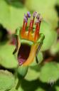 Fuchsia procumbens flower