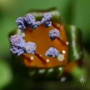 Fuchsia procumbens pollin