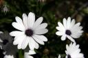 African daisies