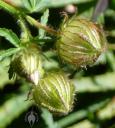 Hibiscus trionum flower buds