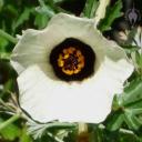 Hibiscus trionum flower