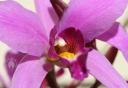 Laelia anceps flower