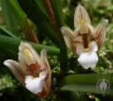 Maxillaria uncata flowers