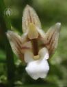 Maxillaria uncata flower