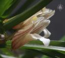 Maxillaria uncata flowers