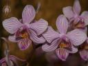 Phalaenopsis flowers