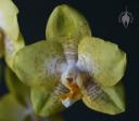 Phalaenopsis flower