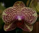 Phalaenopsis flower