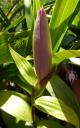 Sobralia macrantha flower bud