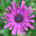 African daisy