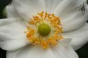 Anemone flower close-up