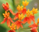 Asclepias flowers