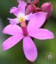 Epidendrum flower