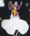 Ionocidium flower