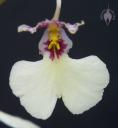 Ionocidium flower
