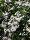 Jasmine flowers