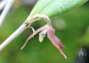 Myoxanthus serripetalus flower