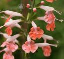 Pink Salvia flowers