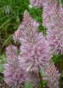 Ptilotus flowers