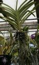 Vanda roots exposed to the air